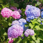 Hortensia er kendt og elsket for sine store, kuglerunde blomsterklaser, som fås i nuancer af hvid, blå, lilla, rosa og rød