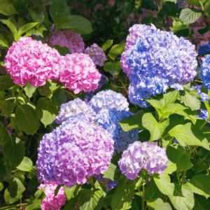 Hortensia er kendt og elsket for sine store, kuglerunde blomsterklaser, som fås i nuancer af hvid, blå, lilla, rosa og rød
