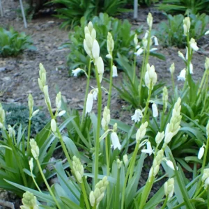 Hvid klokkeskilla blomstrer i maj-juni med elegante, klokkeformede, hvide blomster