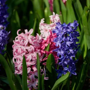 Hyacint løg kan dyrkes både som klassiske forårsløg i haven og som drivhusplanter indendørs