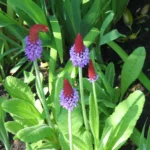 Hyacintprimula skaber liv, farve og struktur i haven i april og maj.