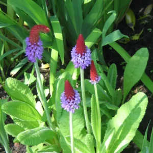 Hyacintprimula skaber liv, farve og struktur i haven i april og maj.