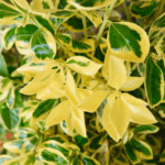 Japansk benved bidrager med form, farve og helårseffekt i danske haver.