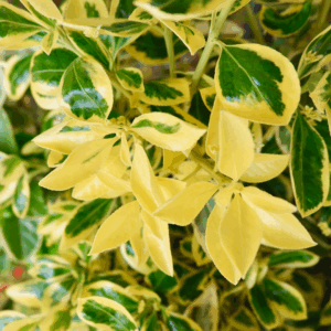 Japansk benved bidrager med form, farve og helårseffekt i danske haver.