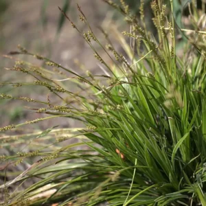 Japansk star dyrkes bredt som prydplante i danske haver og grønne anlæg.