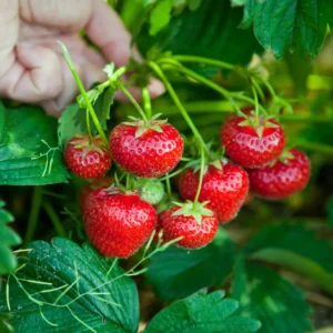 Jordbær findes i mange danske haver. Bærrene er søde og saftige.