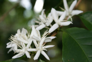 Kaffeblomster bliver til bær - som bliver til kaffebønner