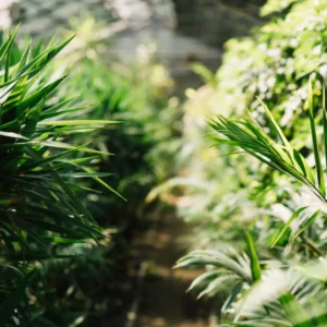 Kalk er meget vigtigt for jordens balance og planternes generelle sundhed.