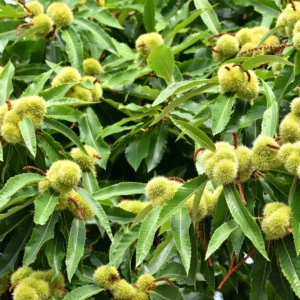 Ægte kastanje har været dyrket i århundreder for sine spiselige frugter