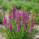 Kattehale blomstrer rigeligt fra midsommer og helt ind i det tidlige efterår.