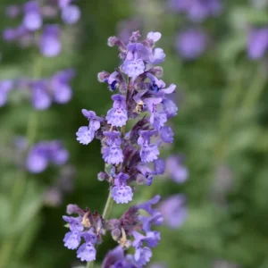 Katteurt blomstrer rigeligt gennem sommeren og tiltrækker bier, sommerfugle og andre insekter