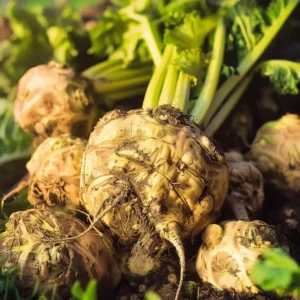 Ved at så knoldselleri fra frø, får man store, faste knolde, der kan høstes sent på sæsonen