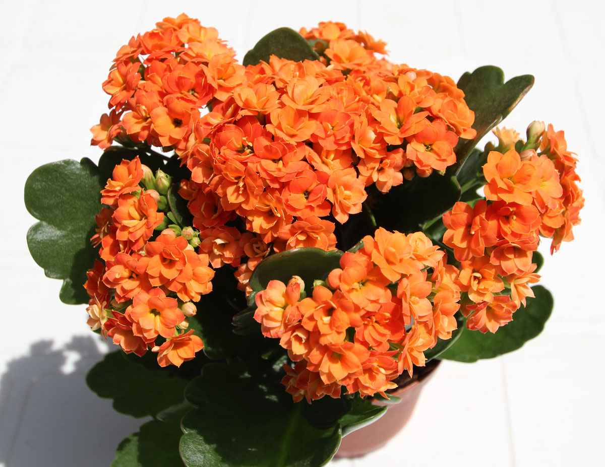 En koraltop er nem at passe og blomstrer på alle tidspunkter af året