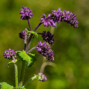 Kranssalvie har en tæt aks af lilla blomster, der står i smukke kranse langs stænglerne.