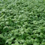 Kranstop har florlet vækst og fine blomster i hvide, rosa eller violette nuancer