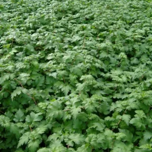 Kranstop har florlet vækst og fine blomster i hvide, rosa eller violette nuancer