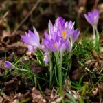 Krokus har små blomster, der dukker op allerede i februar-marts