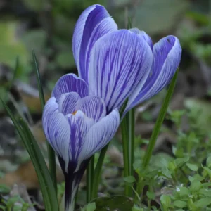 Krokus løg udvikler der sig til små, robuste planter, som kan brede sig i store områder
