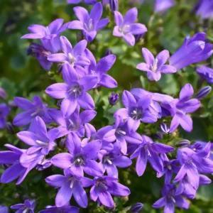 Krybeklokke er særligt velegnet som bunddække i både små og store haver.