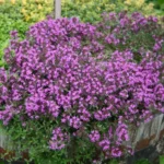 Krybende timian har små blomster, der danner tætte tæpper i haven