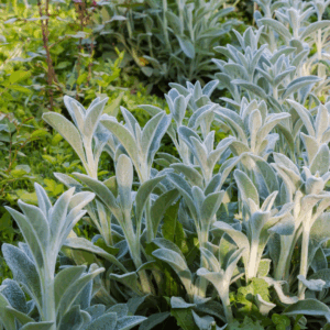 Lammeøre dyrkes bredt i danske haver for sit dekorative løv og sin evne til at dække jorden effektivt.
