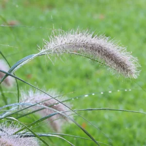 Lampepudsergræs har bløde, akslignende blomsterstande, der minder om børster