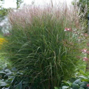 Lav elefantgræs er forædlet til at være lavere end både zebragræs og kæmpe-elefantgræs.