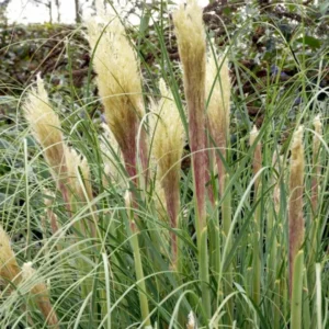 Lav pampasgræs har samme fjerlignende blomsterstande som den klassiske pampasgræs, men med en mere begrænset højde og vækst.