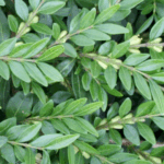 Liguster-gedeblad har blanke blade og hvide blomster, som efterfølges af små bær