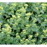 Lodden løvefod er kendt for sine bløde, lysegrønne blade og limegrønne blomsterskyer i starten af sommeren