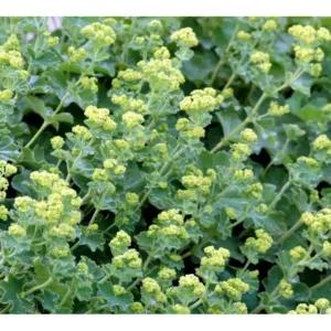 Lodden løvefod er kendt for sine bløde, lysegrønne blade og limegrønne blomsterskyer i starten af sommeren