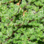 Lodden timian har tætte, bløde blade og fine rosa blomster, der tiltrækker bier og sommerfugle