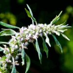 Løvehale tilføjer højde, struktur og vild charme til sommerhaven.