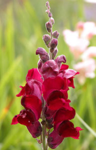 Løvemund er farverig plante, der kan blomstre to gange årligt