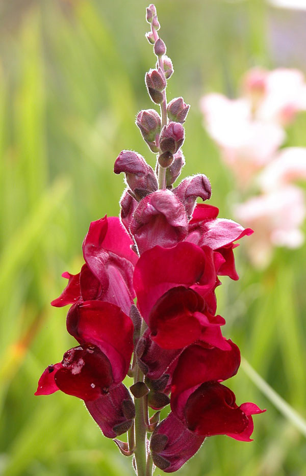 Løvemund er farverig plante, der kan blomstre to gange årligt