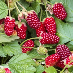 Loganbær er en krydsning mellem brombær og hindbær. Bærrene er lange og rødlilla i farven.