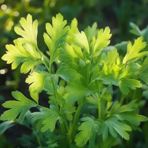 Ved såning af løvstikke frø får man en plante, der i adskillige år kan levere friske blade, der kan bruges til mange formål i køkkenet.