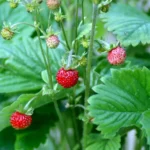 Månedsjordbær giver små, velsmagende bær gennem næsten hele sommeren