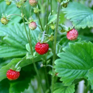 Månedsjordbær giver små, velsmagende bær gennem næsten hele sommeren