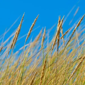 Marehalm vokser naturligt i kystområder i Danmark.