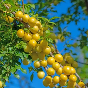 Mirabelletræet findes både i haver, parker og som vildtvoksende langs hegn og vejkanter.