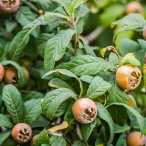 Mispel-busken dyrkes i dag sjældent, men som stadig kan findes i danske haver og parker.