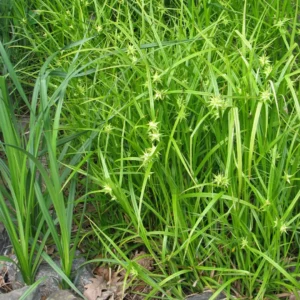 Morgenstjernestar dyrkes i danske haver og grønne anlæg på grund af sine usædvanlige, stjerneformede frøstande.