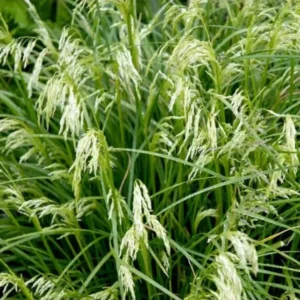 Mosebunke findes naturligt i en stor del af Danmark