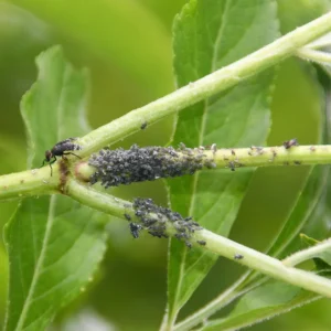 Man kan med fordel bruge naturlige metoder til skadedyrsbekæmpelse i køkkenhaven fremfor kemiske sprøjtemidler