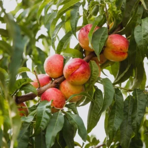 Nektarintræer er beslægtede med ferskentræer