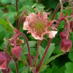 Nellikerod eller engnellikerod vokser naturligt i fugtige enge, grøfter og skovlysninger