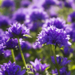 Nøgleklokke lyser op i haven fra juli til september