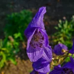 Oktober-stormhat dyrkes i haver for sine sene, blålilla blomster
