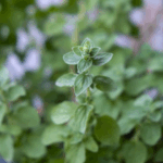 Oregano er en hårdfør krydderurt med kraftig duft og smag